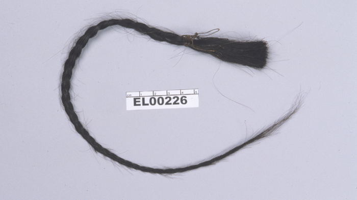 A relic of Tatanka Iyotanka's scalp lock provides a strand of hair for DNA analysis to prove a familial relationship between the 19th-century leader known as Sitting Bull and a modern descendant.  (E. Willerslev, Cambridge University)