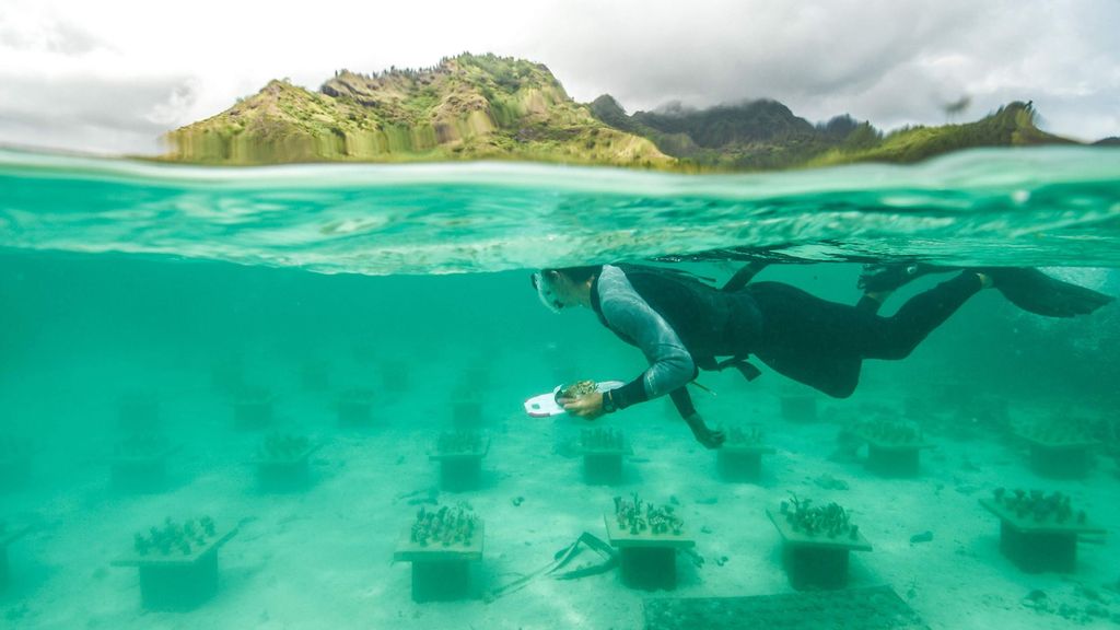 A researcher swims over the coral garden near Mo'orea, French Polynesia. (Quentin Schull/Zenger)