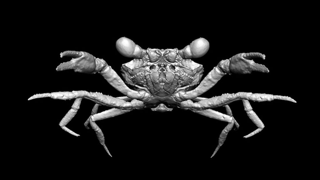  3D reconstruction of the Cretapsara athanata (Javier Luque, Lida Xing/Zenger).