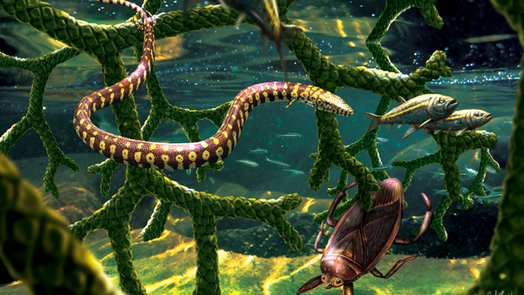 In an artist's concept featuring the shallows near the shore during the Cretaceous period (145-66 million years ago), Tetrapodophis amplectus glides through a tangle of branches from the conifer Duartenia araripensis, which has fallen into the water, sharing this habitat with a water bug from the Belostomatidae family and a small fish (Dastilbe sp.). (Julius Csotonyi)