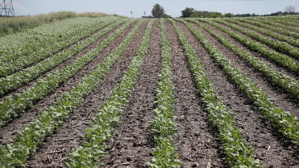 SupPlant’s sensor-less product is intended for the nearly 80 percent of farmers worldwide who grow crops on less than two hectares of land. (Scott Olson/Getty Images)