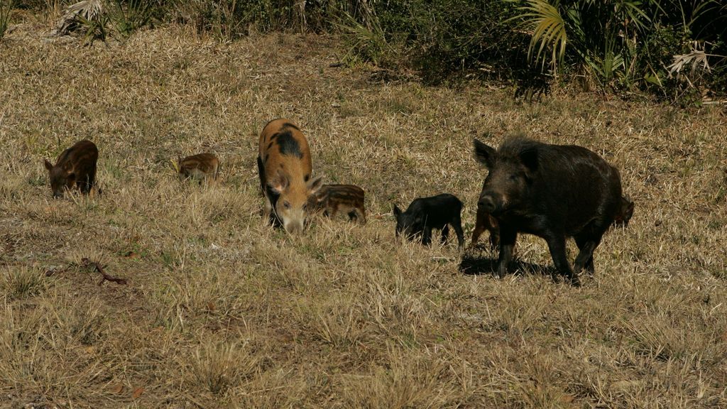 Wild pigs are running rampant in Southern states, such as Texas, Louisiana and Mississippi. Their variegated color reflects admixtures of domestic breeds. (U.S. Fish and Wildlife Service)