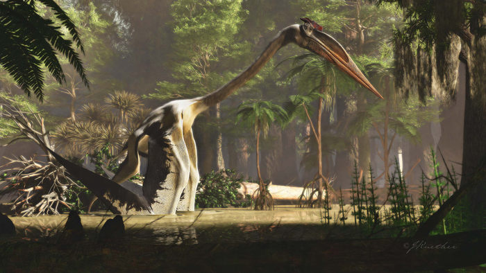 An artist's concept shows that 70 million years ago, Quetzalcoatlus northropi and related species of pterosaurs ranged in the ancient forests of Texas. Scientists have discovered how it moved on land and could leap into the air and take flight.  (James Kuether)