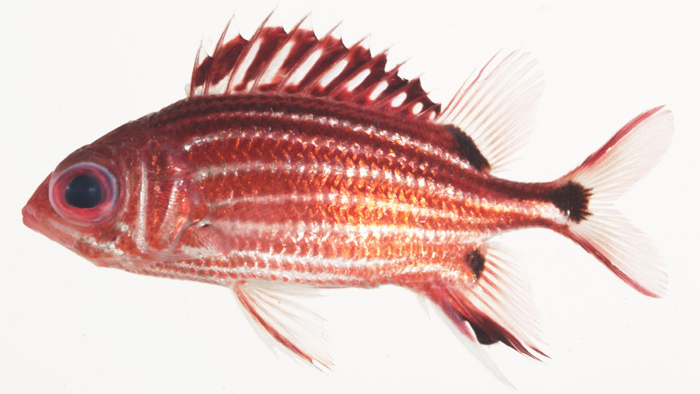 A three-spot squirrel fish (Sargocentron cornutum) is a tropical species identified during a Cornell University study of sound communication among fish. (Jeffrey T. Williams)