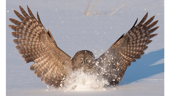 The silent wings of an owl has inspired designers of aircraft wings, seeking to reduce noise pollution. (Wang and Liu)