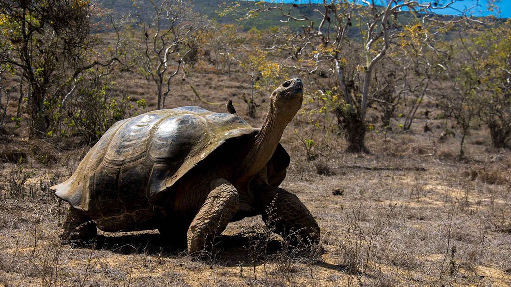 Scientists have discovered novel viruses in Galápagos giant tortoises similar to this one seen in a press release photo. (Juan Manuel García, Charles Darwin Foundation/Zenger)