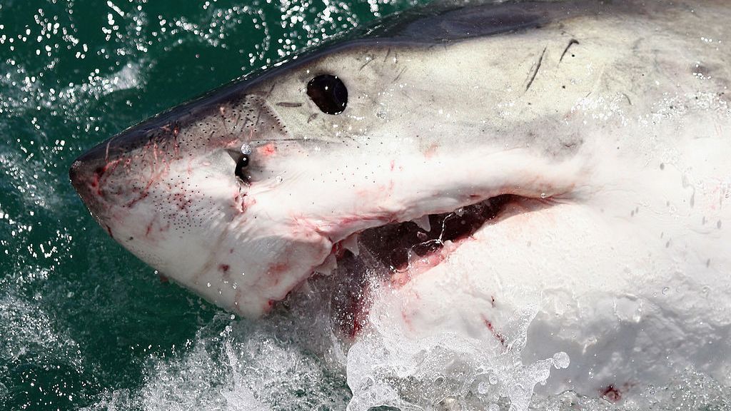 A great white shark seen in the waters off Gansbaai in South Africa. With people returning to the beaches following the pandemic, a rise in shark bites has been recorded worldwide, especially in the United States, where 64 percent of attacks took place. (Dan Kitwood/Getty Images)