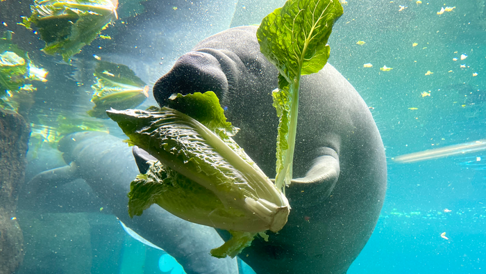 Manatees are given romaine lettuce to eat when algae is scarce in the winter. (Florida Atlantic University/Getty images)