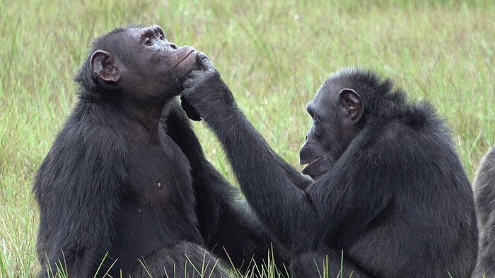 Roxy and Thea, who belong to a band of 45 chimpanzees living in Loango national park in Gabon, are being investigated by a team from Osnabrück University in Germany and the Ozouga Chimpanzee Project, led by cognitive biologist Simone Pika and primatologist Tobias Deschner. (Tobias Deschner)