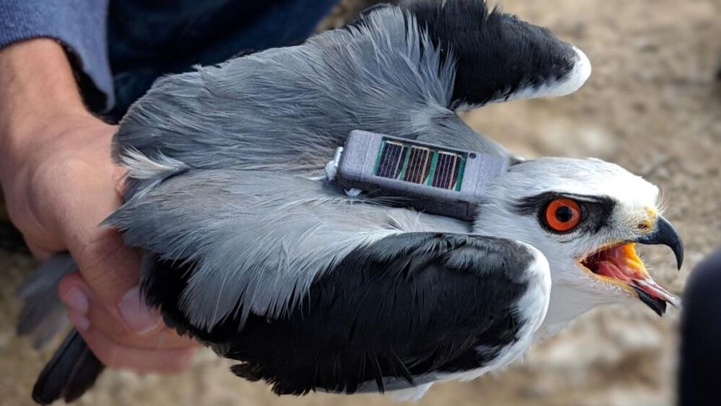 A new uniquely cost-effective reverse-GPS system called ATLAS, developed by Nathan and Prof. Sivan Toledo of Tel Aviv University and their teams, simultaneously tracks dozens of wild animals with great accuracy at high resolution using small, inexpensive radio tags. (Yosef Kiat, Gabe Rozman and Ran Nathan/Hebrew University of Jerusalem)