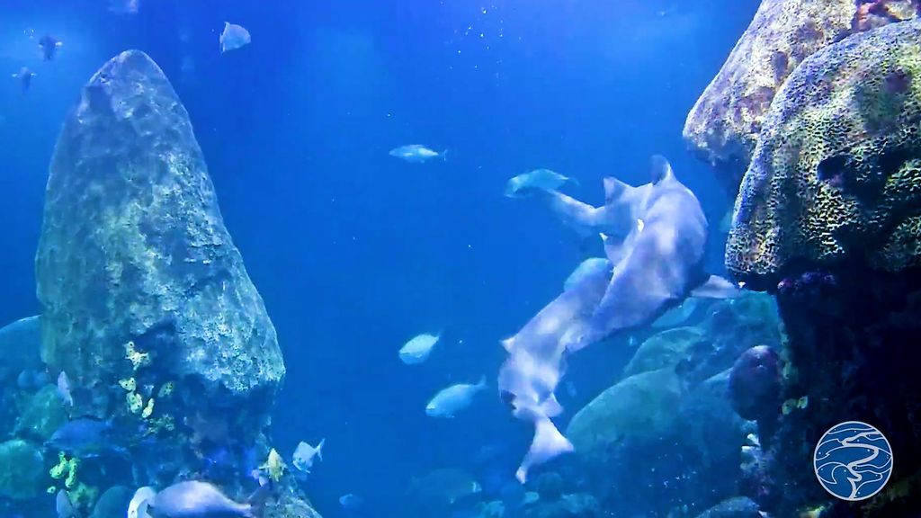 Rare video captured the sand tiger sharks mating in the Tennessee Aquarium on Jan. 29. (Tennessee Aquarium/Zenger)