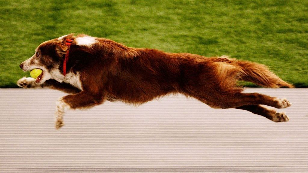 A Border Collie competes in the Flyball during The World Dog Games at Acer Arena on October 31, 2009, in Sydney, Australia. According to new research, Flyball presents the greatest risk of a ruptured knee ligament among agility dogs, but increasing your dog's core strength may help avoid it. (Brendon Thorne/Getty Images)