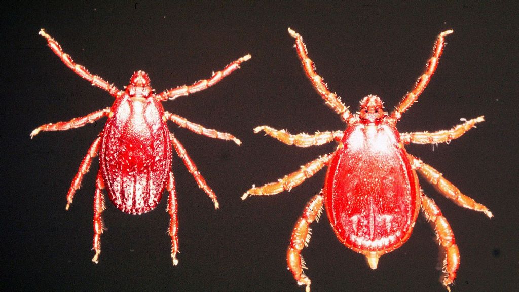 Researchers have found that female brown ear ticks (Rhipicephalus appendiculatus) have a protein in their saliva that eliminates the sensation of pain and itching, leaving their victims unaware of their bite. Pictured is a female (left) and male (right) brown ear tick. (Alan R. Walker/CC BY-SA 3.0) 