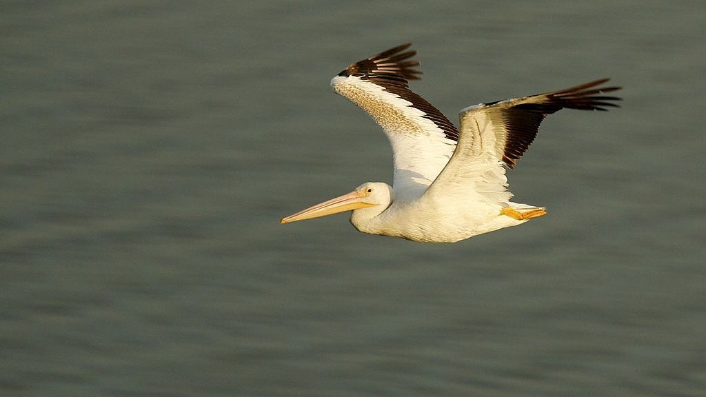 An American white pelican flies over the Sonny Bono Salton Sea National Wildlife Refuge, a major stop for birds on the Pacific Flyway, on June 23, 2006, near Calipatria, California. (David McNew/Getty Images)