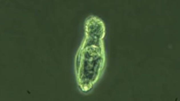 The bdelloid rotifer is a tiny freshwater creature that can be found around the world. It is about the thickness of a piece of paper or just a hair larger. (Soil Cryology Laboratory)