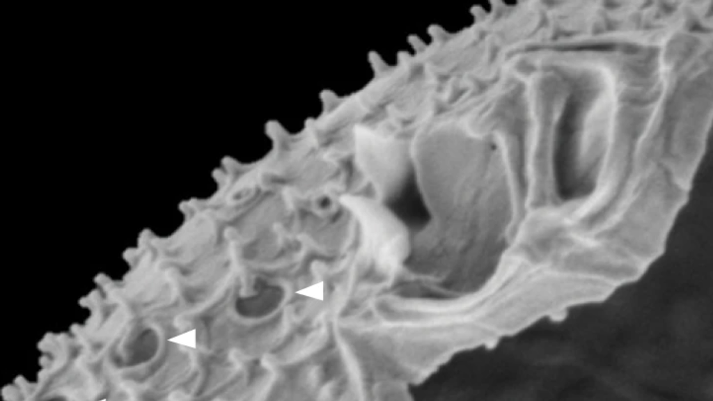 Scanning Electron Microscope image of iP./i cf. ibalticum/i showing distinctive dual wing-like apical projections and unique large pores with emanating large spines (white arrows). (Larsson et al., 2022/Nature Communications)
