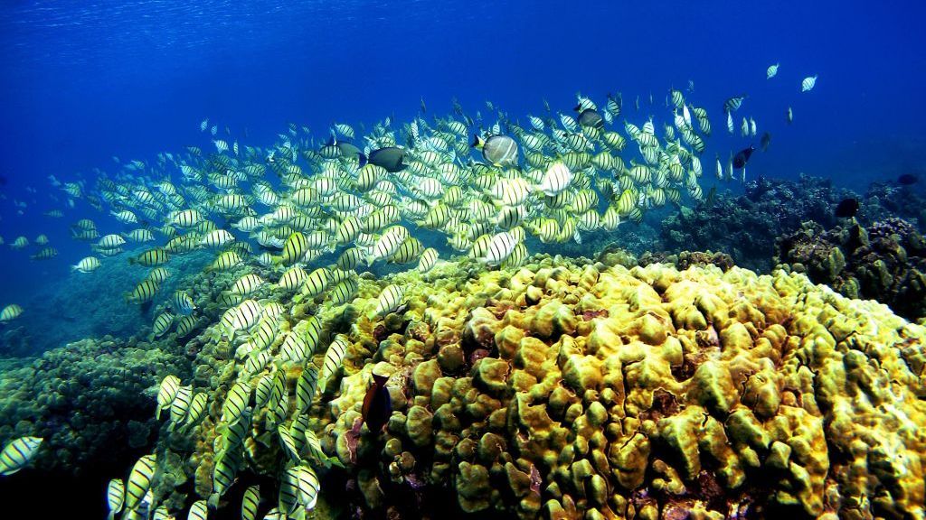 A school of manini fish pass over a coral reef at Hanauma Bay on Jan. 15, 2005, in Honolulu, Hawaii. Many coral reefs are threatened by ocean warming and acidification, but a new study offers hope about their long-term survival. (Donald Miralle/Getty Images)