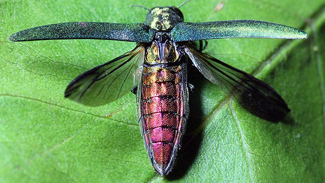 The larvae of the emerald ash borer (above) infests ash trees, burrowing beneath the bark to eat the plant material, thereby killing the host tree. (USDA/APHIS)