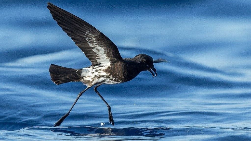 The New Caledonian storm petrel (Fregetta lineata) dashes across the sea. The word “petrel” is thought to be derived from “Peter,” alluding to the biblical account of Peter walking on water. This bird was photographed in January 2020, off New Caledonia. (Hadoram Shirihai/Tubenoses Project/Zenger)