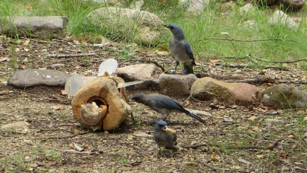 California scrub jays are seen defeating a puzzle containing food, developed by scientists to test whether sociable birds have cognitive abilities superior to those of less sociable birds. (Oregon State University)