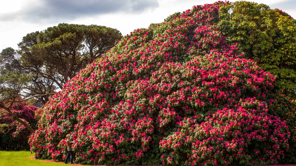 One of the biggest rhododendrons in Europe reaching full bloom. (James Dadzitis/Zenger)