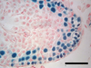 Cross section of infertile mouse testis showing previously frozen transplanted rat germ cells and sperm. (Eoin Whelan, Whelan et al., 2022, PLOS Biology, CC-BY 4.0 (https://creativecommons.org/licenses/by/4.0/)/Zenger)