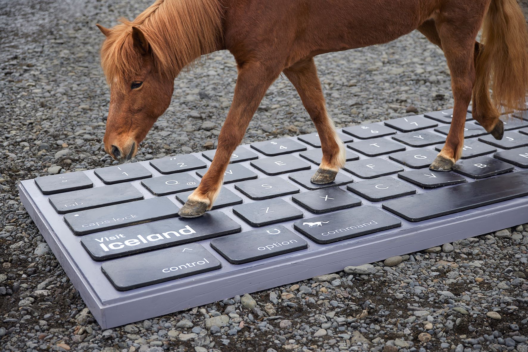 Iceland has trotted out a service that lets horses reply to work emails when you're on holiday. (Dean Murray/Zenger)