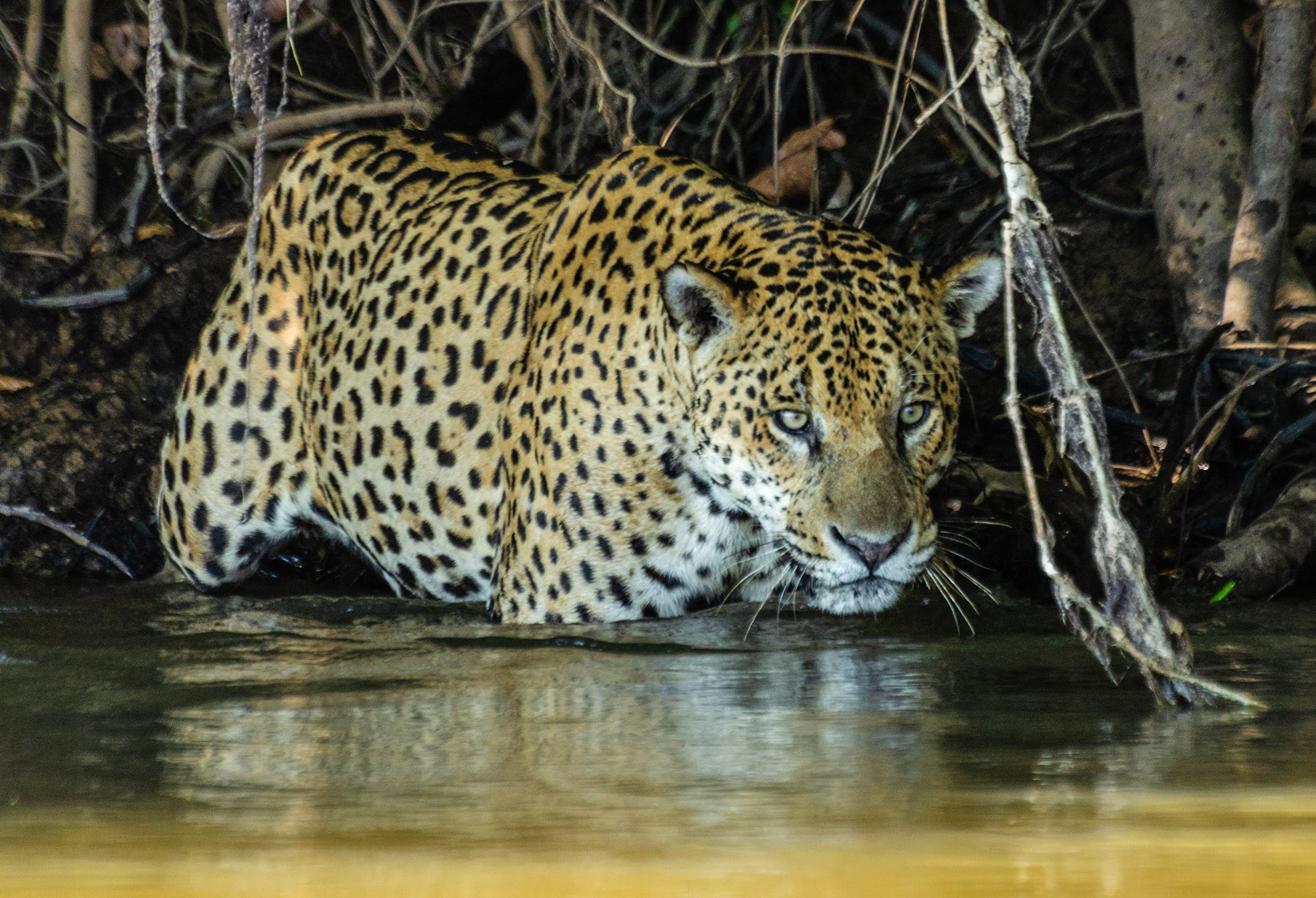 Jaguars in the northern Pantanal wetlands in Brazil were observed eating mainly fish and reptiles, which is unusual for the species. (Daniel Kantek/Zenger)