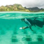VIDEO What A Re-Reef! Undersea Coral Gardens Could Save Threatened Colonies