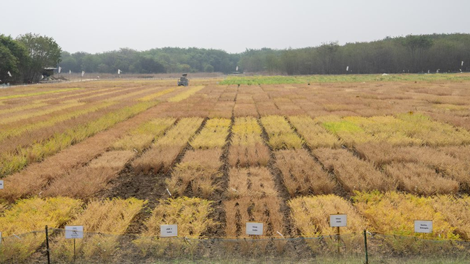 Genomic sequencing of chickpea varieties may lead to improved yields and climate-resiliency, say the authors of a new study. (ICRISAT)
