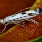 That Moth Be A Record: Moth Species Survived 12,000 Years On Remote Mountain Peak