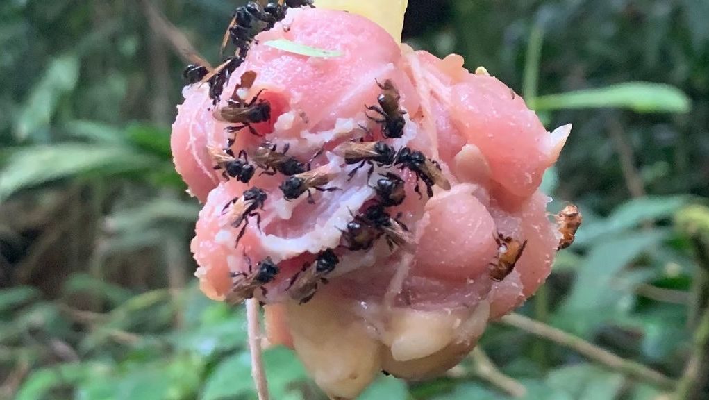 VIDEO What The Cluck? ‘Vulture Bees’ Eat Chicken In Costa Rica The