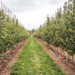 9 Technologies To Help The World’s Trees