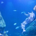 Bite Me: Sand Tiger Shark Mating Captured On Live Webcam At Tennessee Aquarium