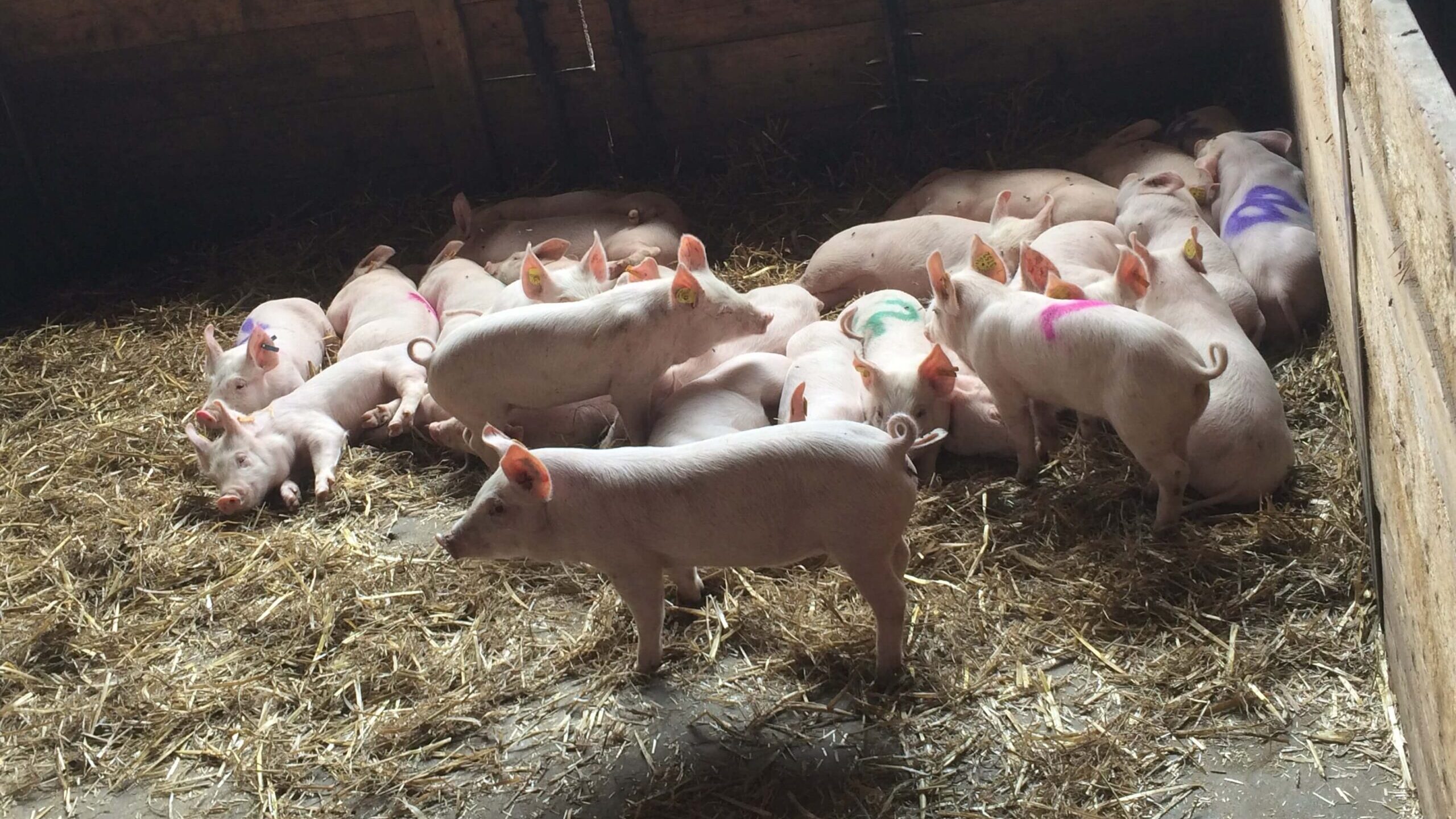 European researchers discovered that pigs' barks, grunts and other vocalizations reveal emotions that can be monitored by farmers to improve production. (Elodie Briefer)