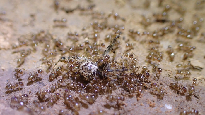 Crazy ants swarm on a cobweb spider (Cryptachaea porter). The invasive ant species is wiping out various native insects and endangering native reptiles, birds and small mammals. (Mark Sanders/University of Texas)