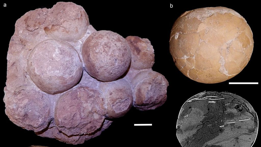 Selected titanosaurian eggs and egg-clutches collected from the Late Cretaceous Serra da Galga Formation (Bauru Group) at Ponto Alta nesting site, Uberaba Municipality, Minas Gerais State, Brazil.  (Dr. Agustin G. Martinelli/Zenger)