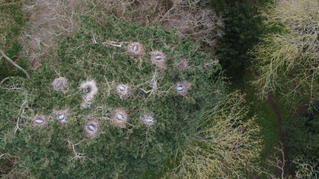 Breathtaking aerial images have revealed a cluster of 11 heron nests perched 100ft in the treetops - boosting hopes of a surge in the numbers breeding in the UK. (Simon Galloway/Zenger)