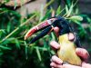 Dental Science Takes Flight: UAB Crafts Prosthetic Beak for Birmingham Zoo Bird
