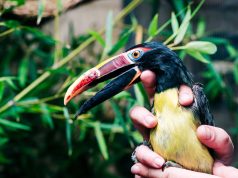 Dental Science Takes Flight: UAB Crafts Prosthetic Beak for Birmingham Zoo Bird