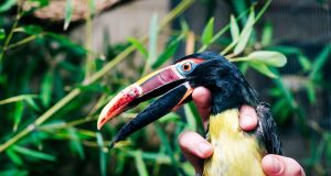 Dental Science Takes Flight: UAB Crafts Prosthetic Beak for Birmingham Zoo Bird