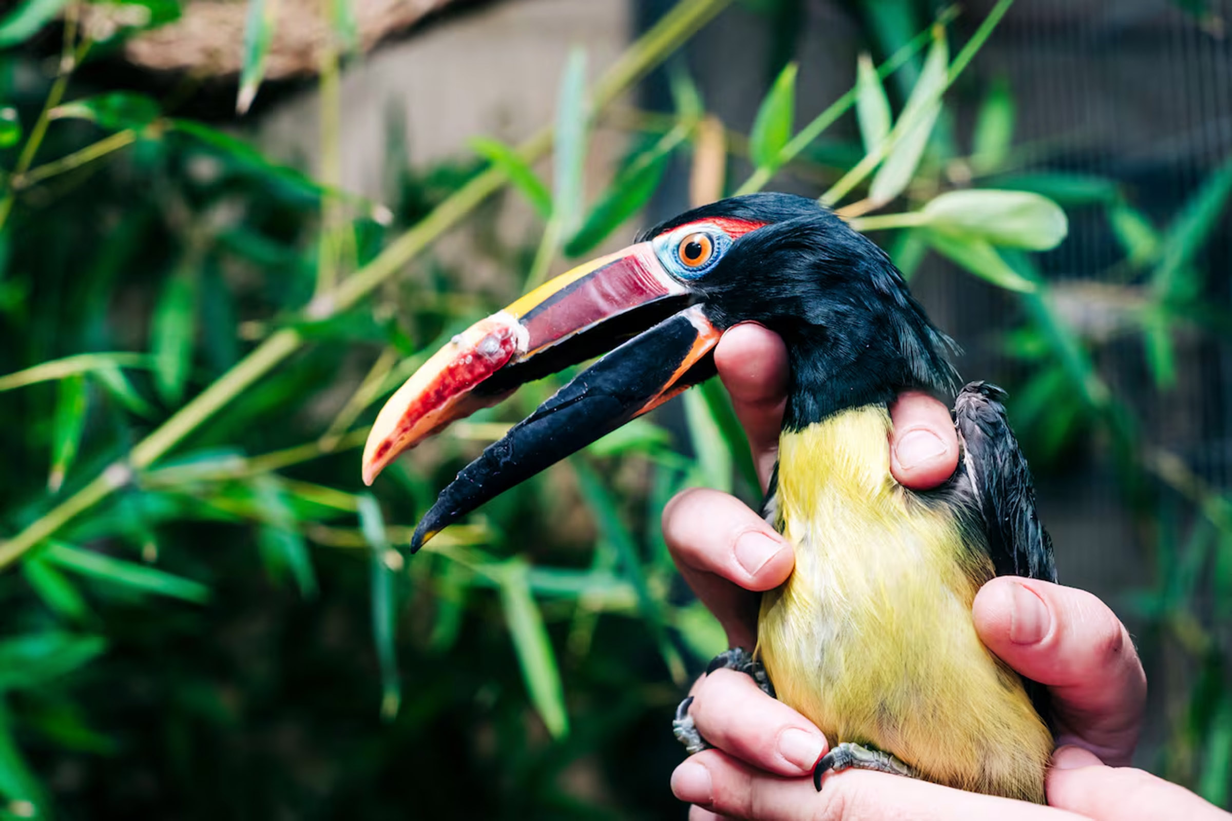 Dental Science Takes Flight: UAB Crafts Prosthetic Beak for Birmingham Zoo Bird